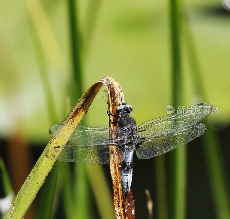 蓝追蜻蜓(Libellula fulva)雄性